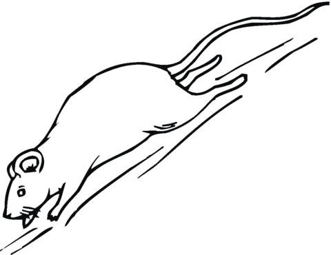 Running rat coloring page